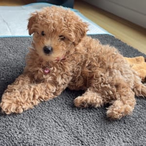 Picture of Bonnie