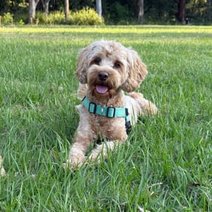 Picture of Leo