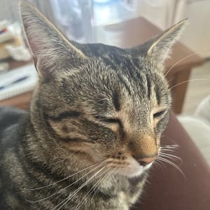 Picture of Oscar