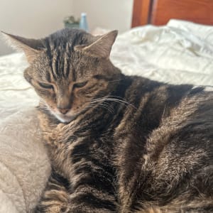 Picture of Bella