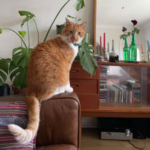 Picture of Oscar