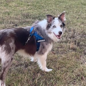Picture of Zorro