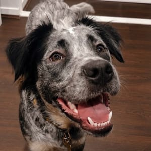 Picture of Colby