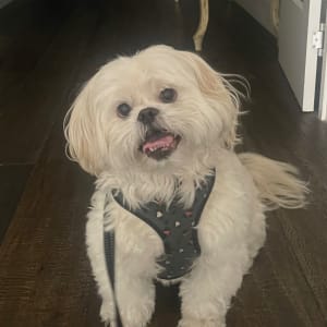 Picture of Teddy Bear Mee