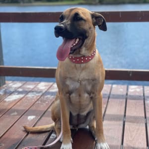 Picture of Prada