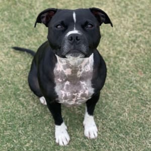 Picture of Diamond