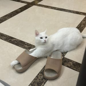 Picture of whitey(back home in China)