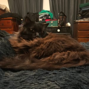 Picture of Mistoffelies