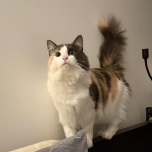 Picture of Daisy