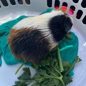 Picture of Elsa and Anna