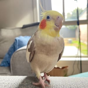Picture of Mango