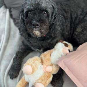 Picture of Millie
