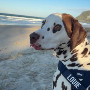 Picture of Louie (housemates dog)