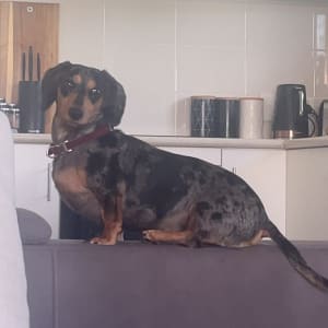 Picture of Teddy