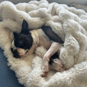Picture of Oreo