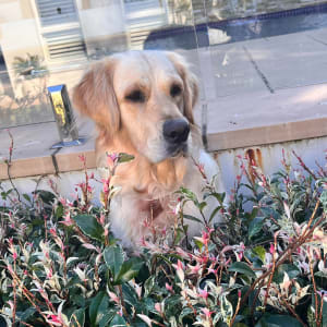 Picture of Rosie