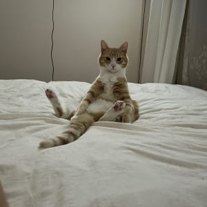 Picture of Marmalade (marmie)