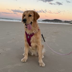 Picture of Maple