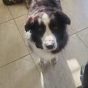 Picture of Toby