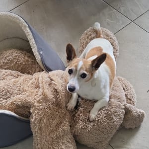 Picture of Rocky
