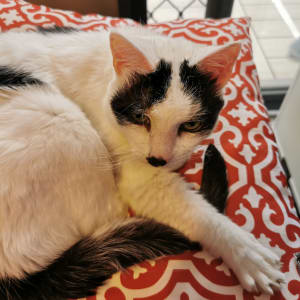 Picture of Stormageddon Thunderfeet Destroyer of Worlds Get Down