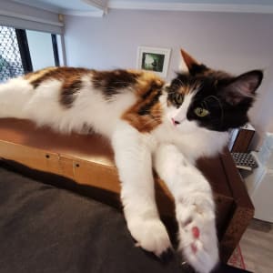 Picture of Jet Roxette Underfeet