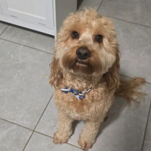 Picture of Leo