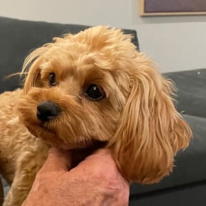 Picture of Frankie