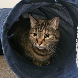 Picture of Cleocatra (Cleo)