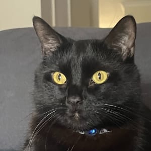 Picture of Jiji
