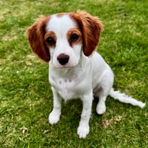 Picture of Boo (or Boo Boo)