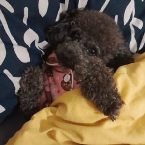 Picture of Archie