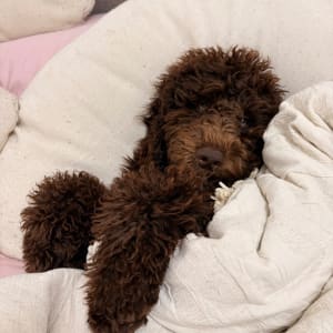 Picture of Alfie