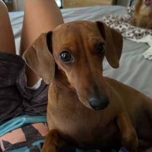 Picture of Ruby Rose