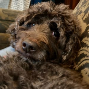 Picture of Woofy