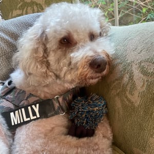 Picture of Milly