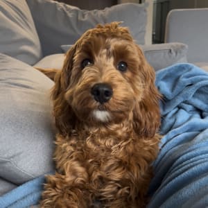 Picture of Mango