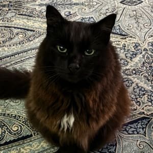 Picture of Max