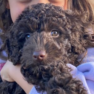 Picture of Micky-Roo