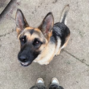 Picture of Luna