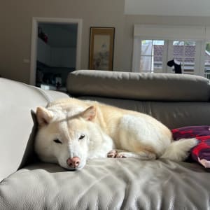 Picture of Snowy