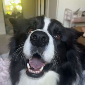 Picture of Vincent