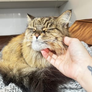 Picture of Peach