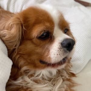 Picture of Bella