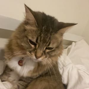 Picture of Lola