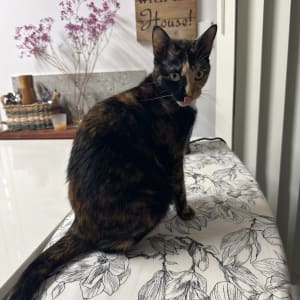 Picture of Coco-Bean