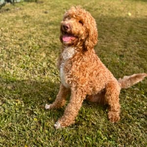 Picture of Rufus