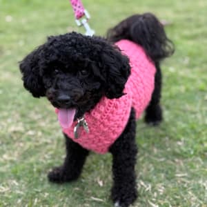 Picture of Luna
