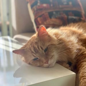 Picture of Mufasa