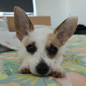 Picture of Harvey